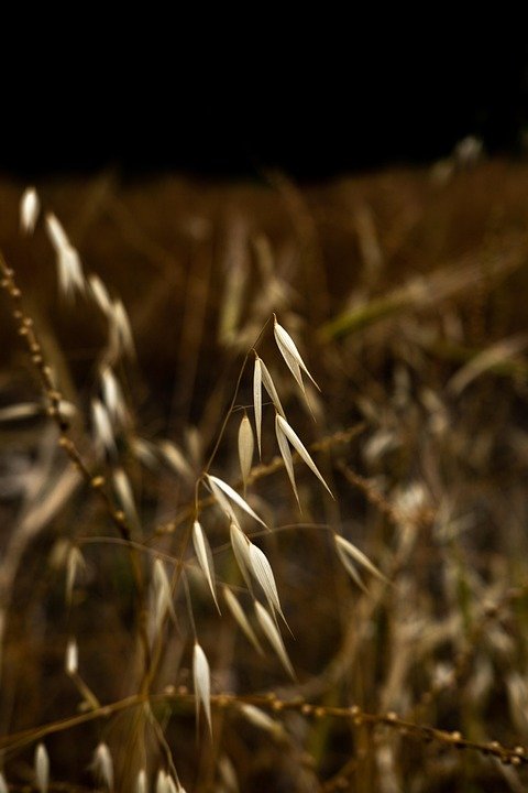 Rahsia Kurus Dengan Biji Chia Organik HIRA MIX TRADING