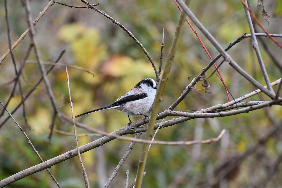 Panduan Membeli PS5 Slim 1TB di Malaysia: Elak Tertipu!