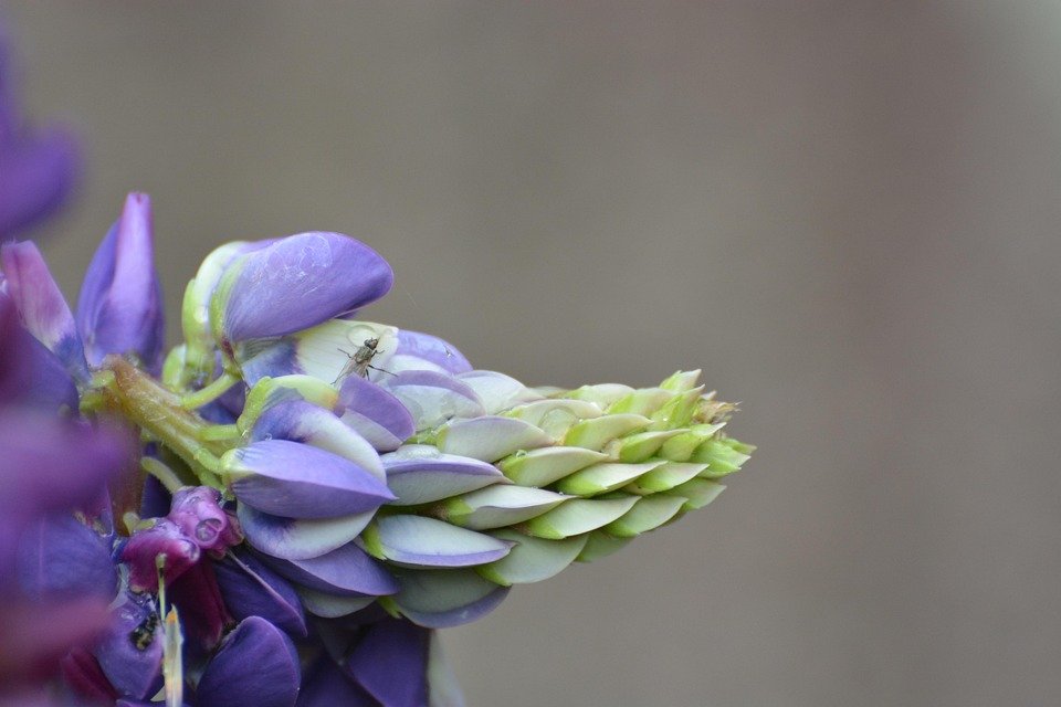 Tips Kekal Wangi Sepanjang Hari Dengan Boya Perfume