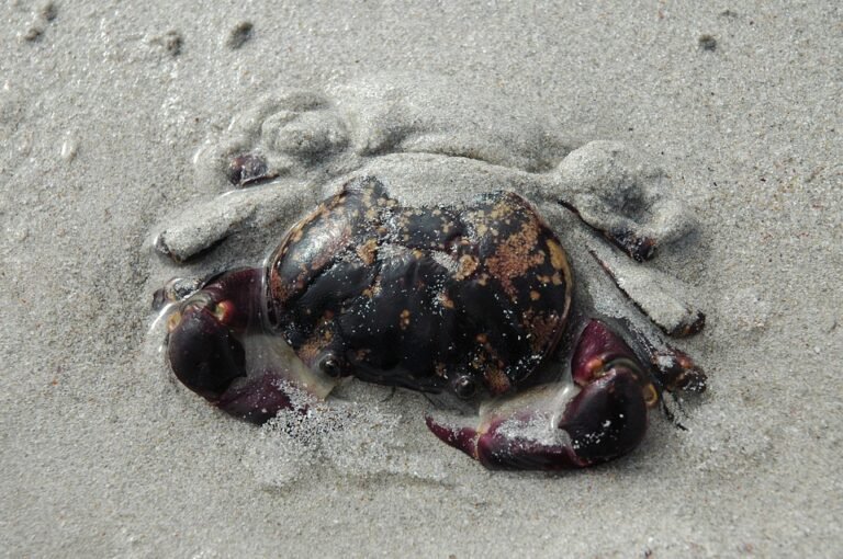 Kingston Micro SD 32GB: Tingkatkan Prestasi Android Anda