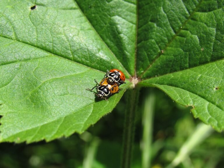Review Minyak Rambut Zaitun RenoSkin: Rambut Bebas Kelemumur Selamanya!