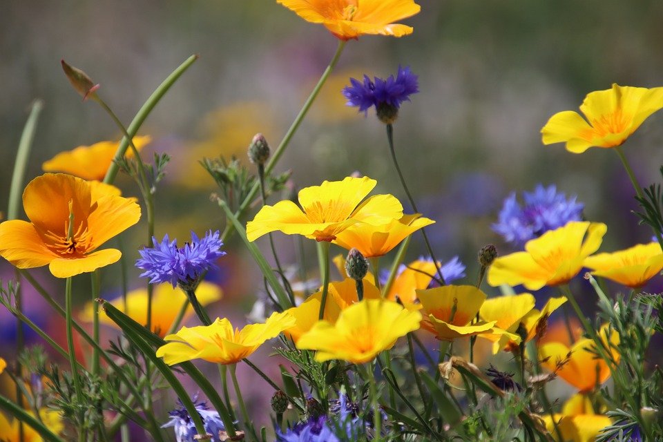 Gincu Matte KIMUSE Tahan Lama: Pilihan Viral Wanita Malaysia