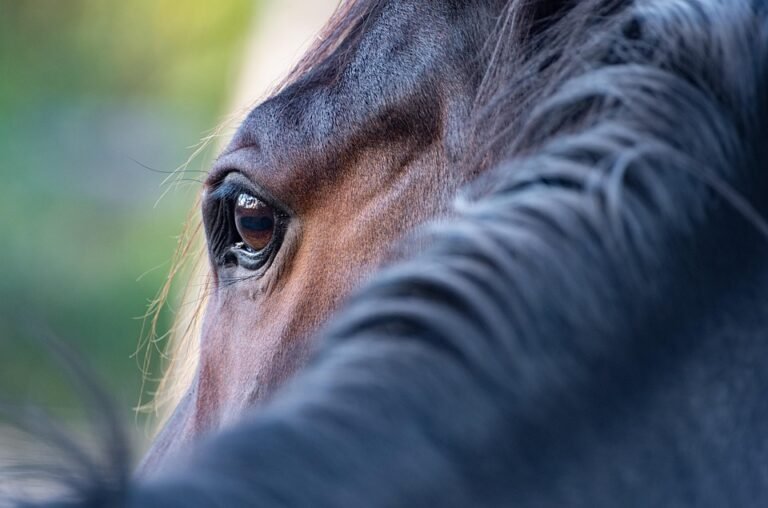 FOCALLURE Eye Shadow Palette: Rahsia Mata Cantik & Menawan.
