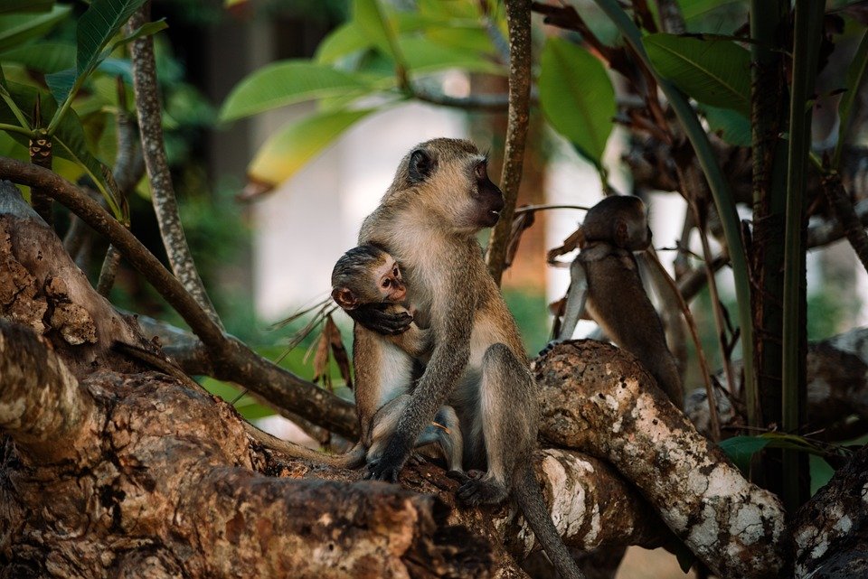 Rawatan Parut di Rumah: Semudah ABC Dengan Silicone Scar Sheet