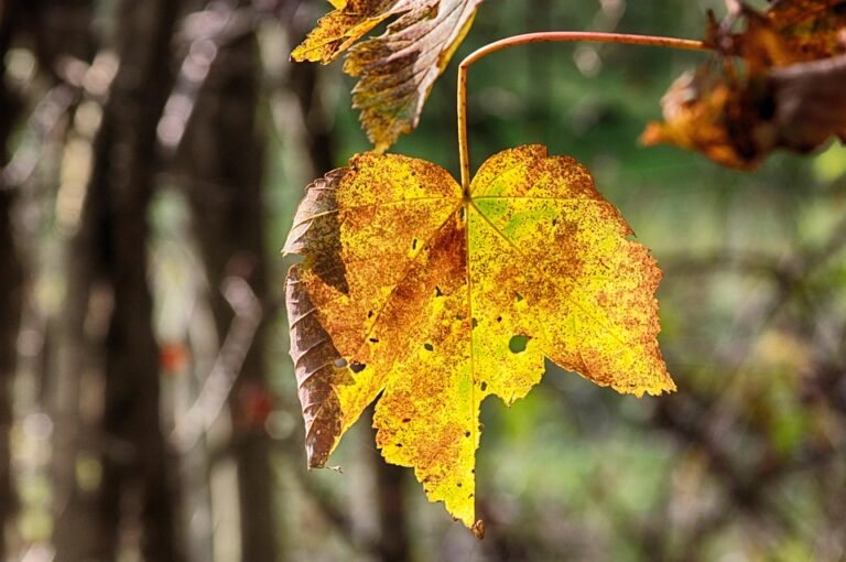 Semburan Kasut Ajaib: Dari Hapak Ke Wangi Semerta.