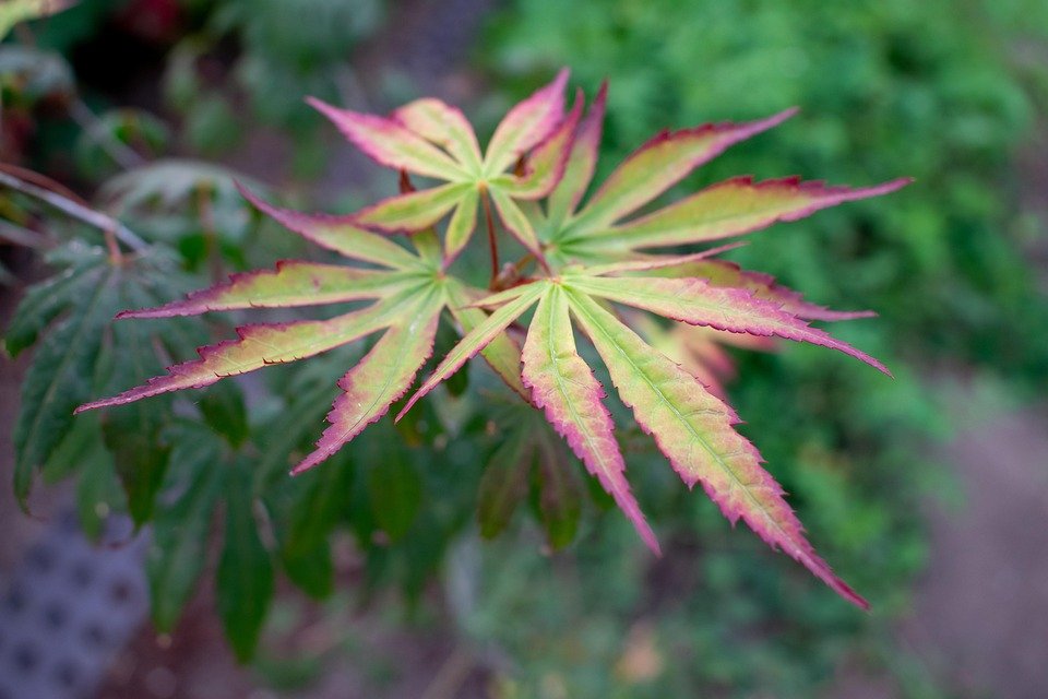 Tips Memilih Bekas Beras yang Tidak Mengandungi Bahan Berbahaya