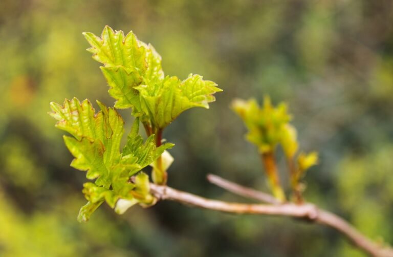 Tak Nampak Langsung! Earbud Tidur YOVONINE Pilihan Ramai
