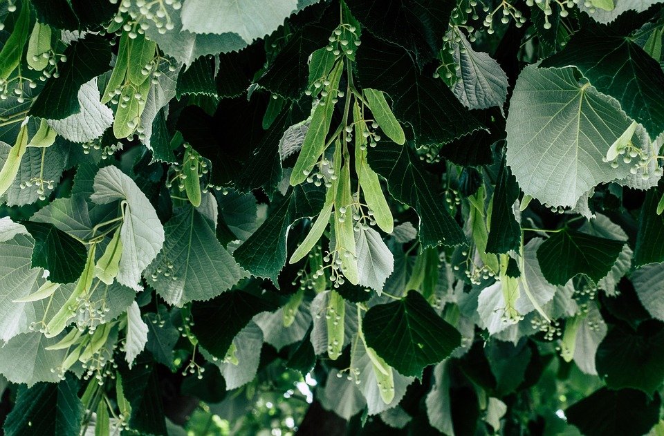 WTHB Tilam Angin 40CM: Tinggi Sempurna