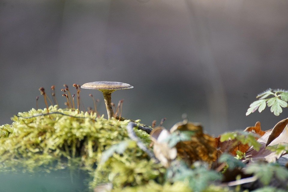 Zero Pore Pad 2.0: Rahsia Kulit Bebas Pori Idaman Setiap Wanita.