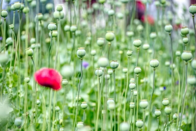 Haruman Terbaru Dari PERFUME_MAKER2: Perfume EDP Premium