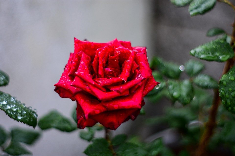 Keropok Lekor Gotel Vakum RM1: Rasa Asli