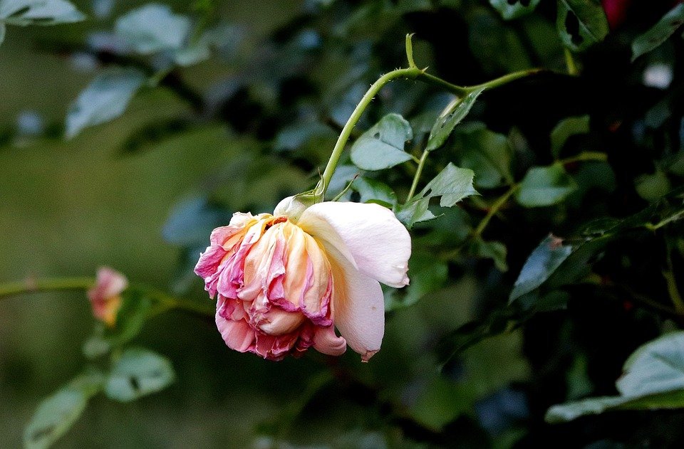 Rahsia Kekal Wangi Dengan LONKOOM Noble EDP 100ml