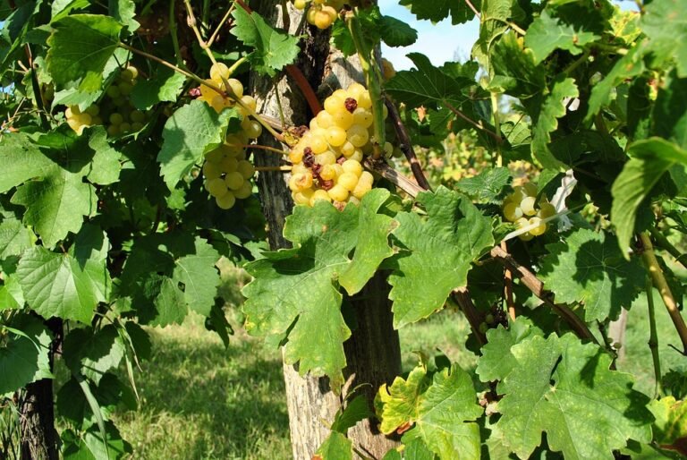 Kalis Air IPX5 YOVONINE: Teman Sukan Paling Setia