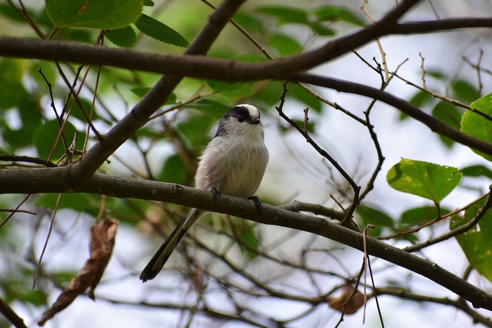 Panduan Penuh: Membeli Kasut Sekolah Hitam yang Sempurna