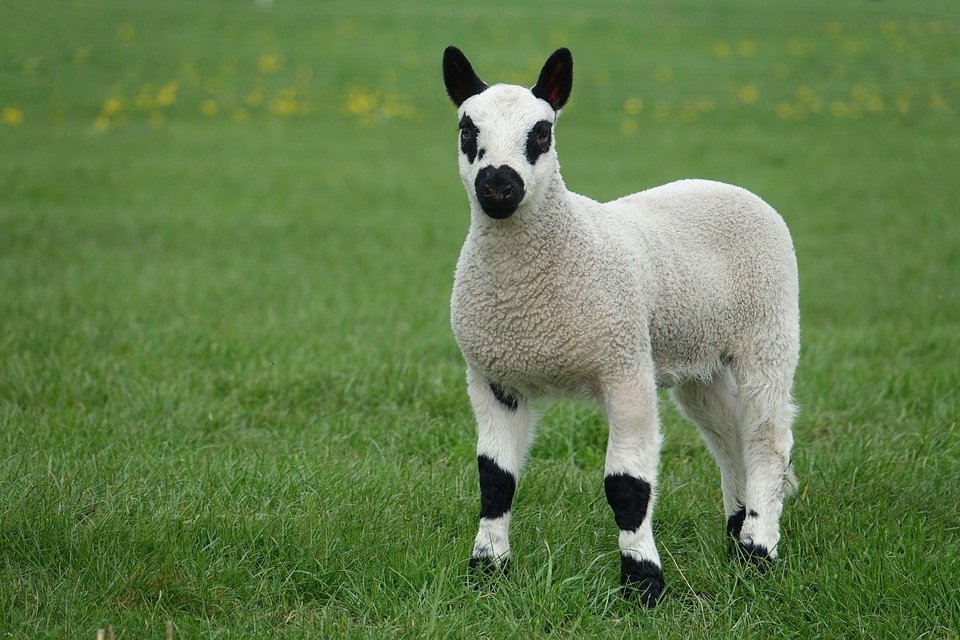 Cari Palazzo Cotton Terbaik? Baca Review Ini Dulu!