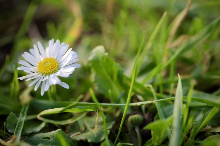 Beli Lokal Sokong Lokal.
