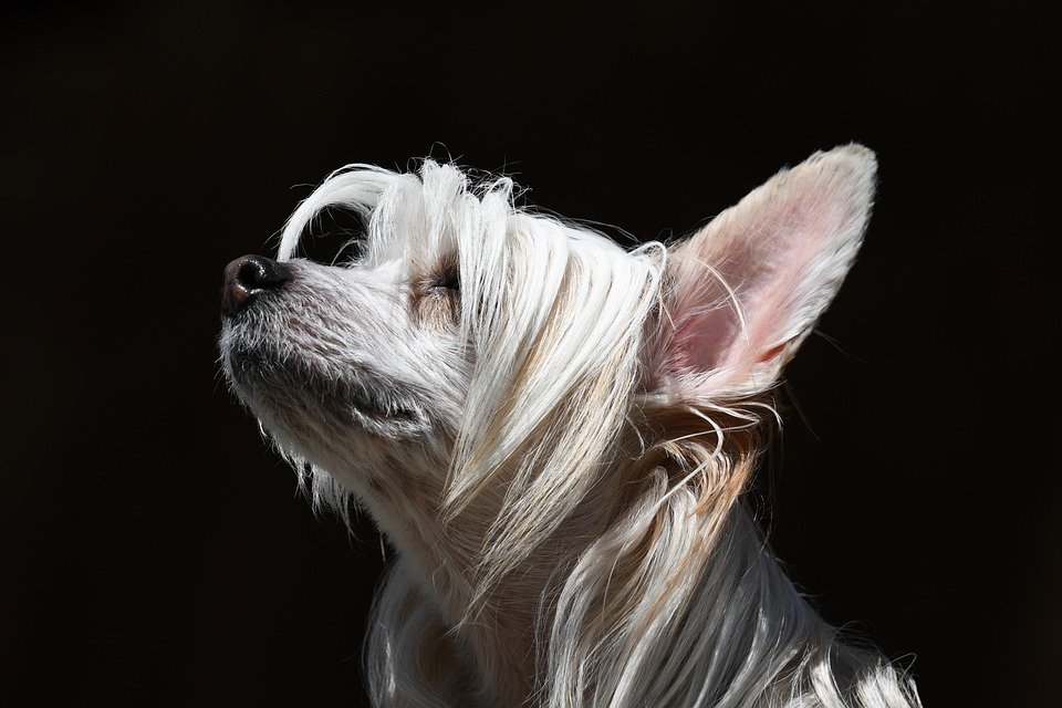 Kasut All-Match Pure Black: Sesuai Untuk Kerja & Santai