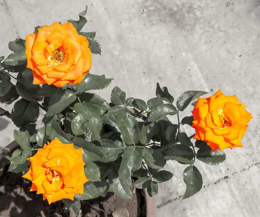 Pakej Cadar 3-in-1 SuperQueen Adrian: Ringan Poket