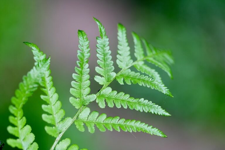 Tips Jaga Palazzo Cotton Supaya Tahan Lebih Lama