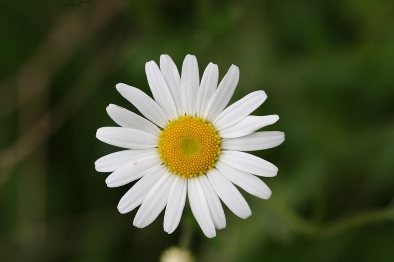 Cara Beli Boya Perfume Original Online Tanpa Ditipu