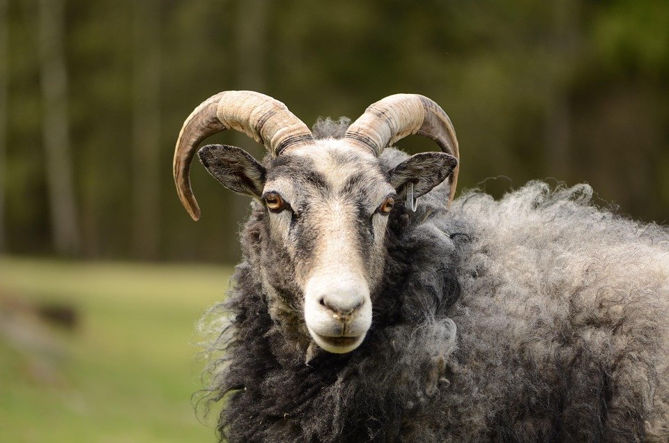 Dapatkan Bekas Beras Terbaik dengan Penghantaran Percuma