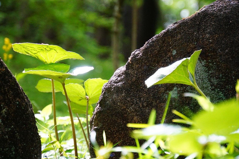 Review Terkini: Kesan Silicone Scar Sheet Pada Parut Pembedahan