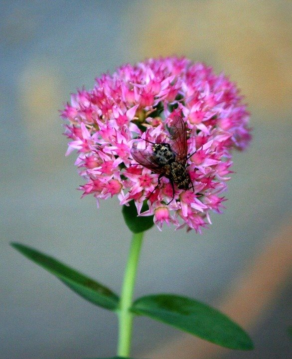 Pembasmi Bau Kasut Yang Cepat & Sangat Efektif.