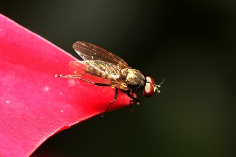 Review Bekas Beras yang Mudah Digunakan oleh Sesiapa Sahaja