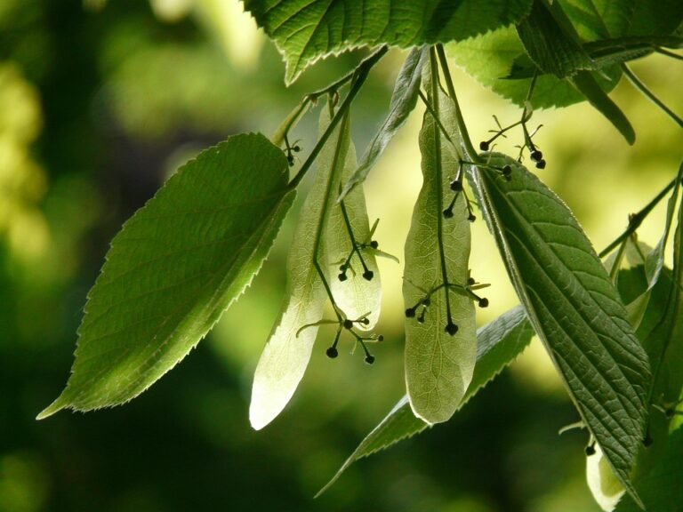 Tilam Angin Portable WTHB: Kawan Setia Setiap Pengembaraan.
