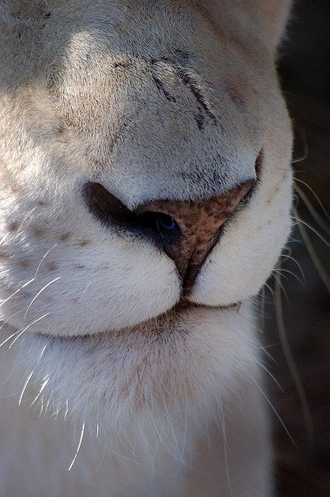 Bekas Beras Kedap Udara untuk Beras Basmati dan Beras Perang