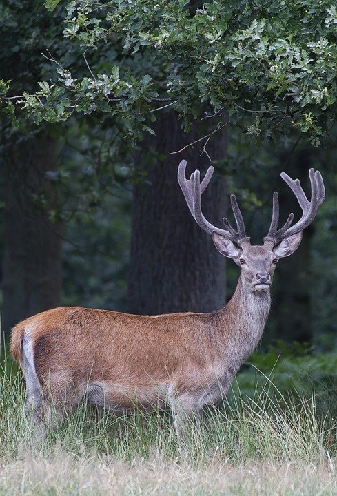 Dapatkan Bekas Beras Terbaik untuk Hadiah atau Kegunaan Sendiri