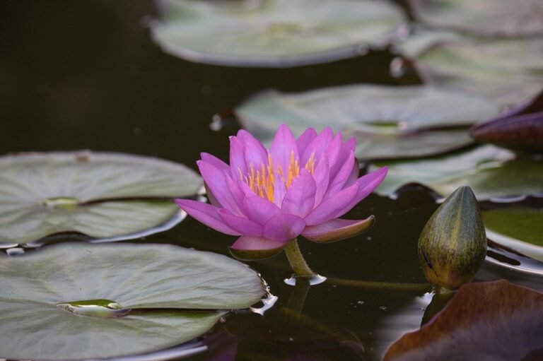 Mengapa Spray Kasut Ini Pilihan Utama Jutaan Pengguna?