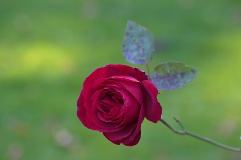 Mengapa Boya Emas Jadi Pilihan Golongan Elite?