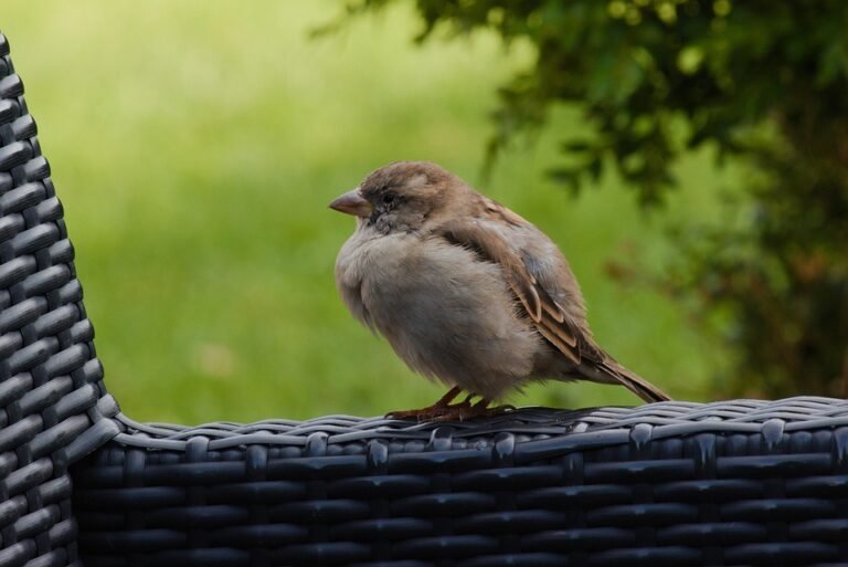 Mengapa Anda Perlu Cuba LONKOOM Noble EDP 100ml Hari Ini Juga?