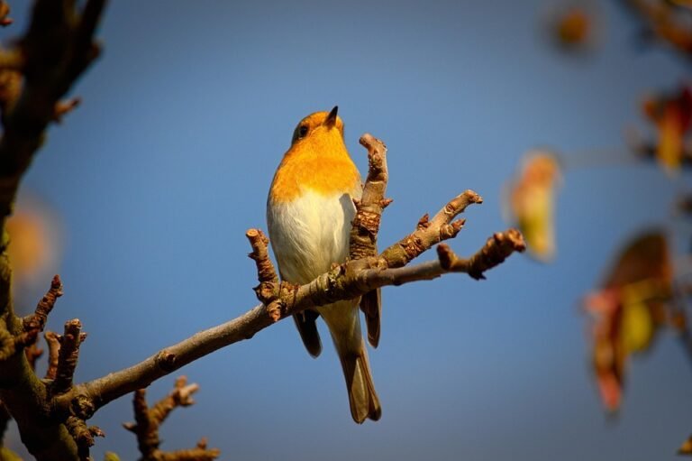 Mengapa Anda Perlu Tukar Kepada Bekas Beras Ini Sekarang