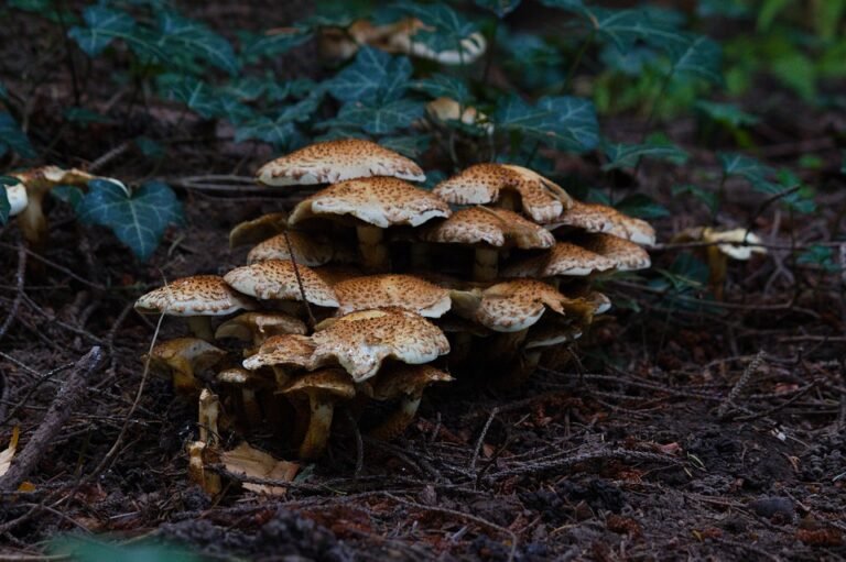 Mengapa Ramai Pilih ELGINI E16028 Seluar Track Slim-Fit? Ini Sebabnya!