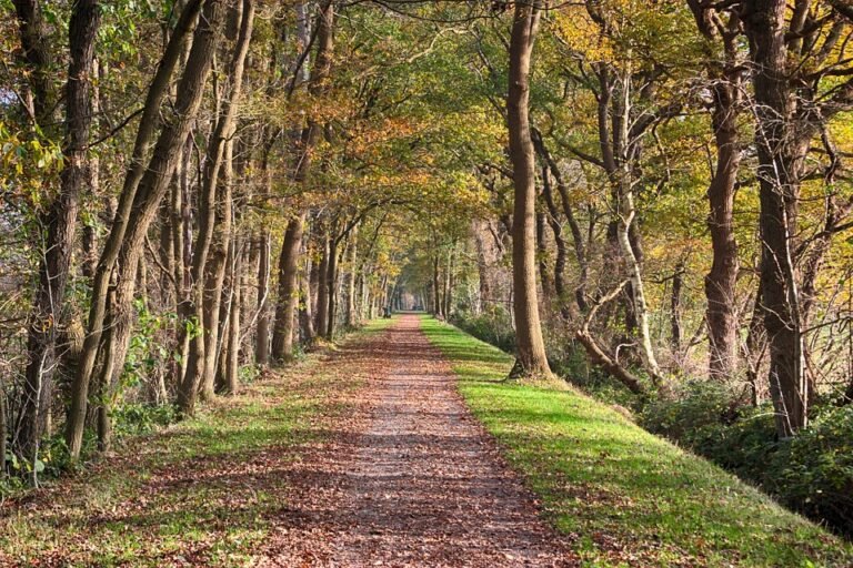 Semburan Kasut Untuk Kesihatan & Kebersihan Kaki.