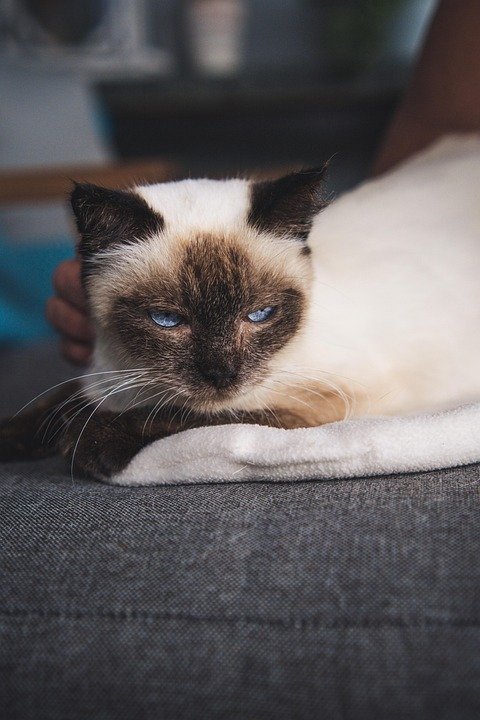 Rahsia Beras Siam Kekal Wangi: Bekas Penyimpan Beras Terbaik