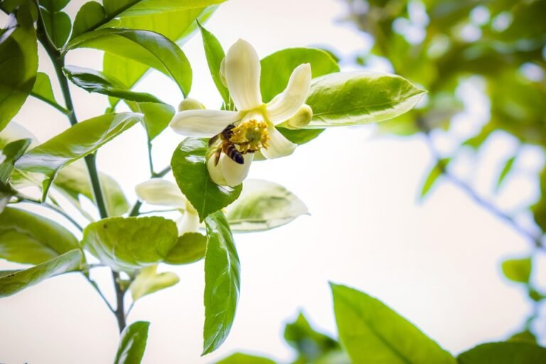WOW SPAGHETTI HALAL INSTANT: Nikmati Hidangan Barat Tanpa Was-Was.