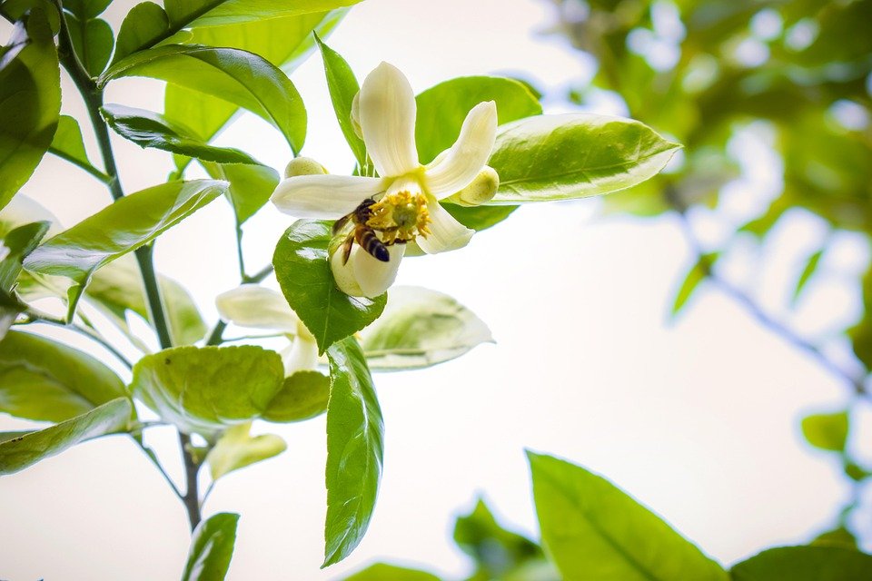 WOW SPAGHETTI HALAL INSTANT: Nikmati Hidangan Barat Tanpa Was-Was.