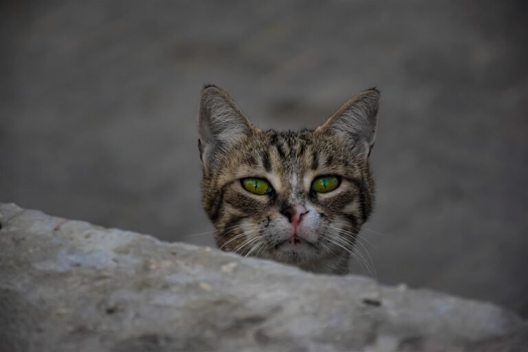 Mengapa Spray Kasut Ini Mendapat Banyak Pujian?