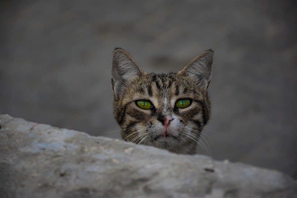 Mengapa Spray Kasut Ini Mendapat Banyak Pujian?