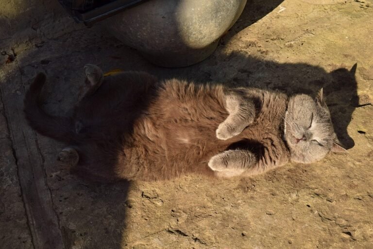 Keropok Lekor Gotel Vakum RM1: Snek Yang Paling Terkini Dan Wajib Dicuba.