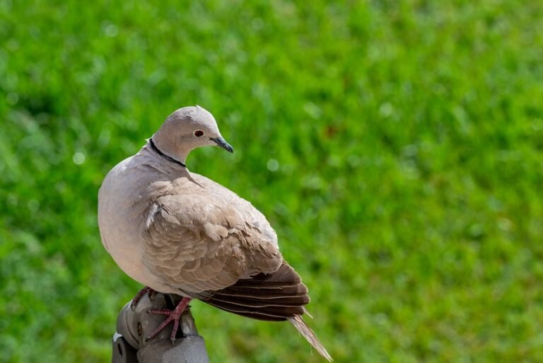 Review Glad2Glow Cushion: Adakah Ia Berbaloi untuk Wang Anda?