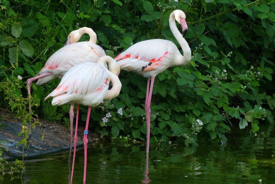 Tong Beras Moden dengan Reka Bentuk Futuristik