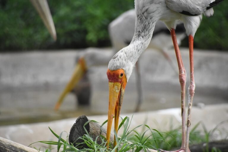 Tips Memilih Bedsheet B.S.B 2-in-1 Single Untuk Tidur Lena.