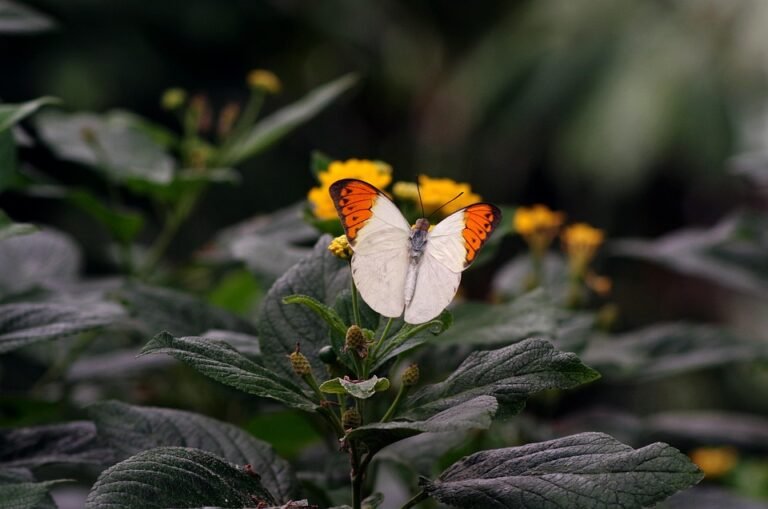 Tips Dapatkan Cadar Queen MUJI Style Original di Malaysia