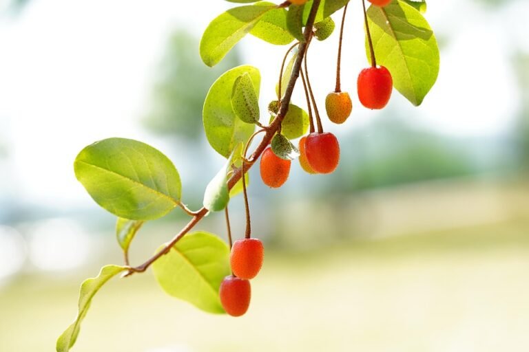 Tilam Angin Portable WTHB Dengan Pam Automatik: Praktikal Maksima.