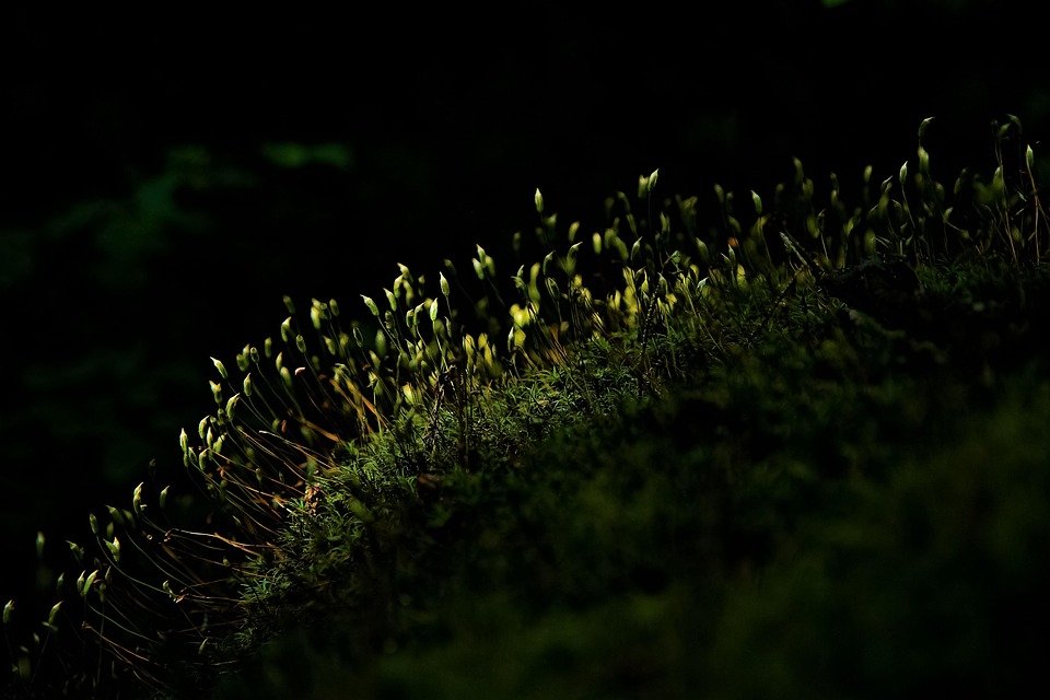 Kingston Micro SD 256GB Class 10: Kelajuan Super Pantas