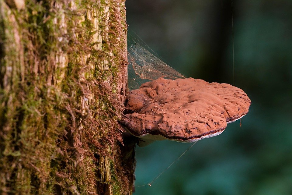 Dapatkan Bekas Beras Kalis Serangga dan Lembap di Kedai Kami
